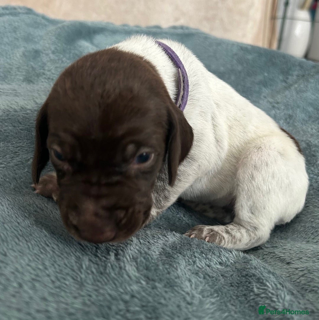 German Shorthaired Pointer dogs for sale: Pure GSP Puppies For Sale - Image 17