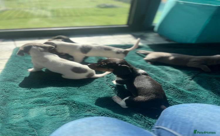 Dachshund dogs - Advert 1