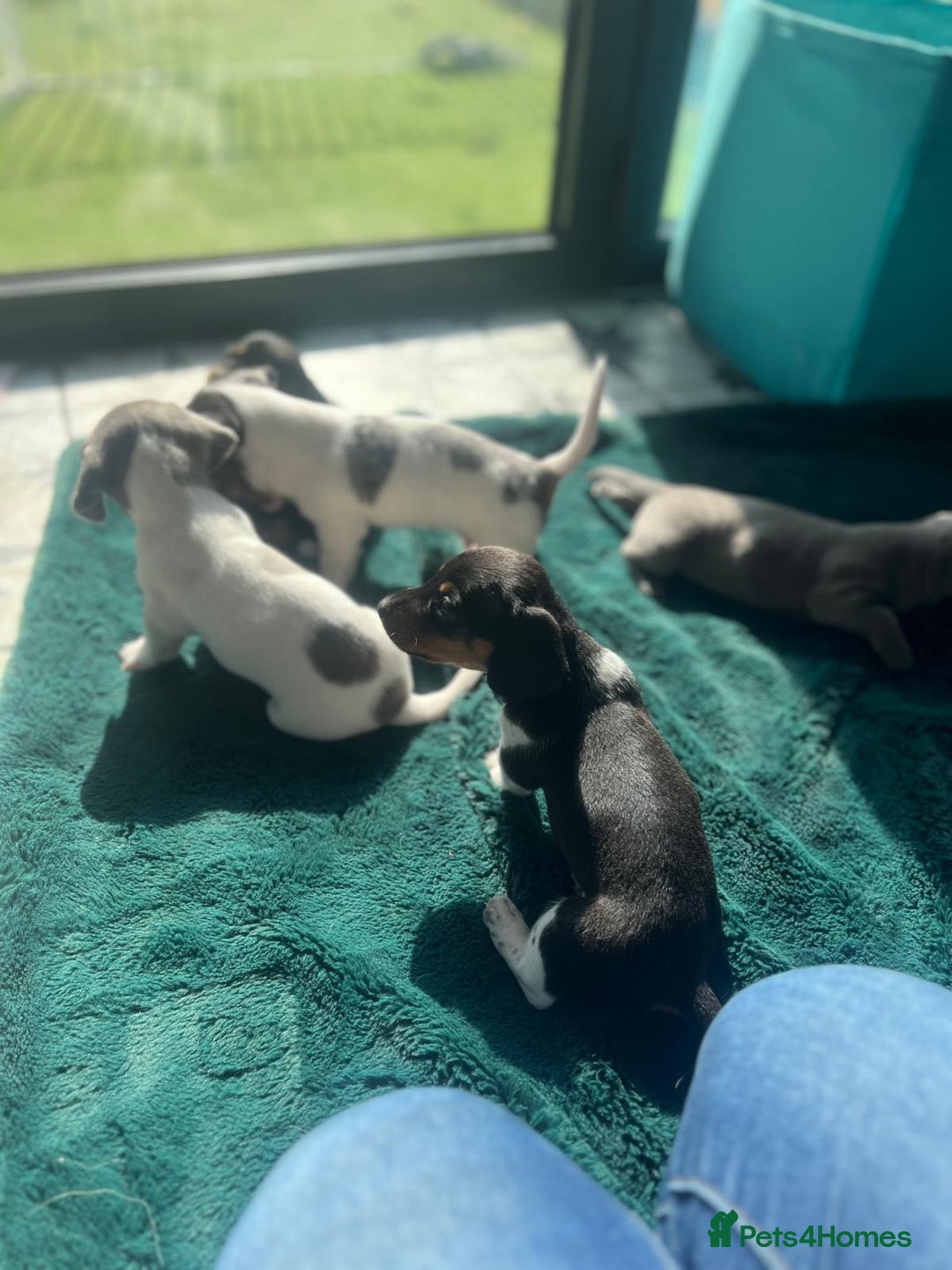 Dachshund dogs for sale: KC Registered Shorthaired dachshunds  - Image 1