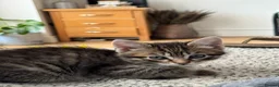 Mixed Breed cats for sale: Two girls looking for their forever home  - Advert 2