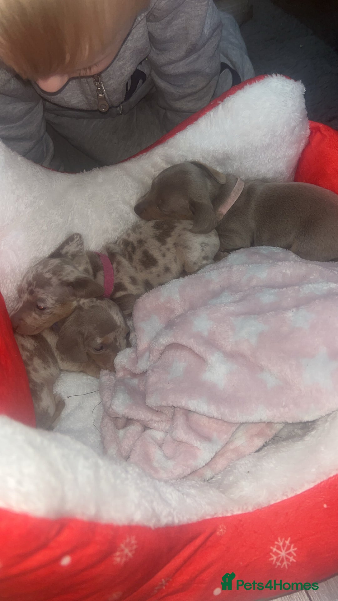 Miniature Dachshund dogs for sale: Isabella dapple Miniature dachshund  - Advert 4