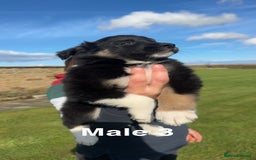 Border Collie dogs for sale: Superb litter of purebred Border Collie puppies  - Image 10