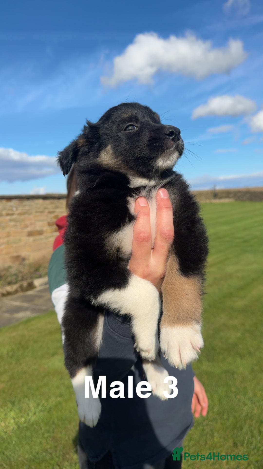 Border Collie dogs for sale: Superb litter of purebred Border Collie puppies  - Image 10