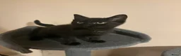 Mixed Breed cats for sale: Black female kitten  - Advert 4
