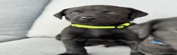 Labrador Retriever dogs for sale: Gorgeous Working Labrador Pups in Crewkerne - Advert 15