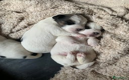 Jack Russell dogs for sale: KC Registered Jack Russell Puppies - Image 6