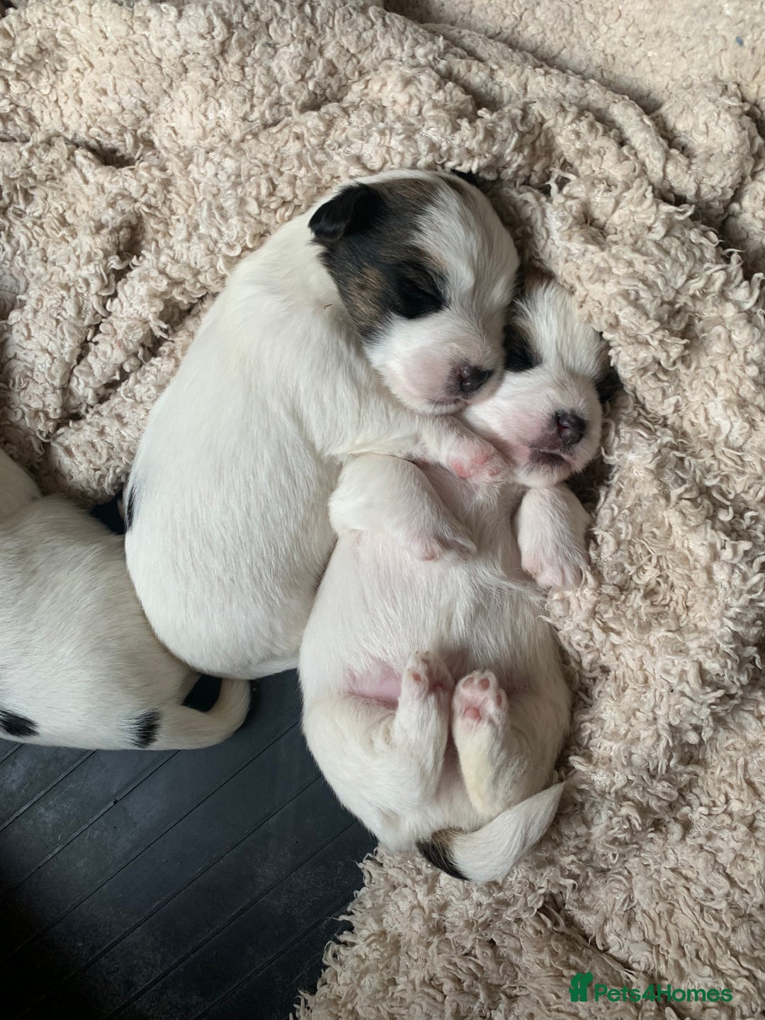 Jack Russell dogs for sale: KC Registered Jack Russell Puppies - Image 6