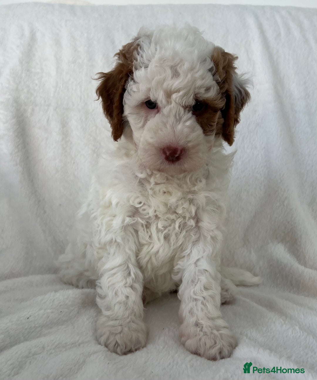 Goldendoodle dogs for sale: Beautiful litter of Goldendoodles  - Image 29