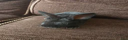 Mixed Breed rabbits for sale: Wee Rabbits in Ballymena - Advert 30