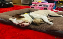 French Bulldog dogs for sale: French Bulldog Male  - Image 3