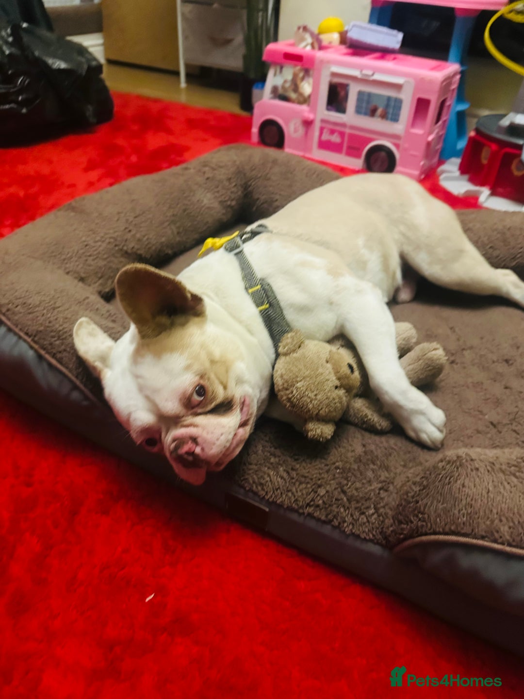 French Bulldog dogs for sale: French Bulldog Male  - Image 3