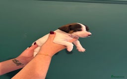 Mixed Breed dogs for sale: Dachshund x Jack Russel Puppies  - Image 10