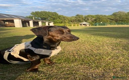 Mixed Breed dogs for sale: Meet Charlie  - Image 2