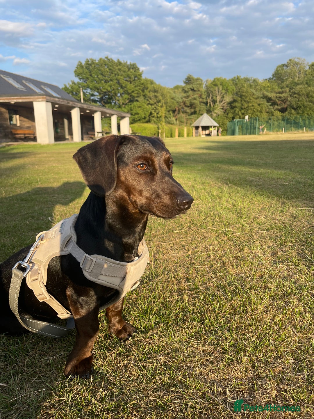 Mixed Breed dogs for sale: Meet Charlie  - Image 2