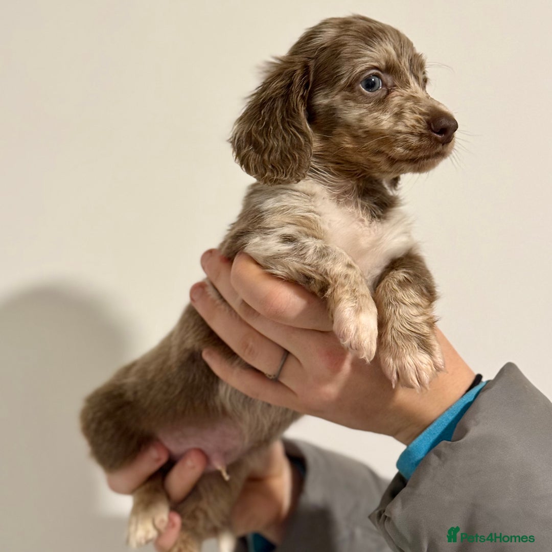 Miniature Dachshund dogs for sale: KC Registered Miniature Dachshund Puppies ❤️ - Advert 5