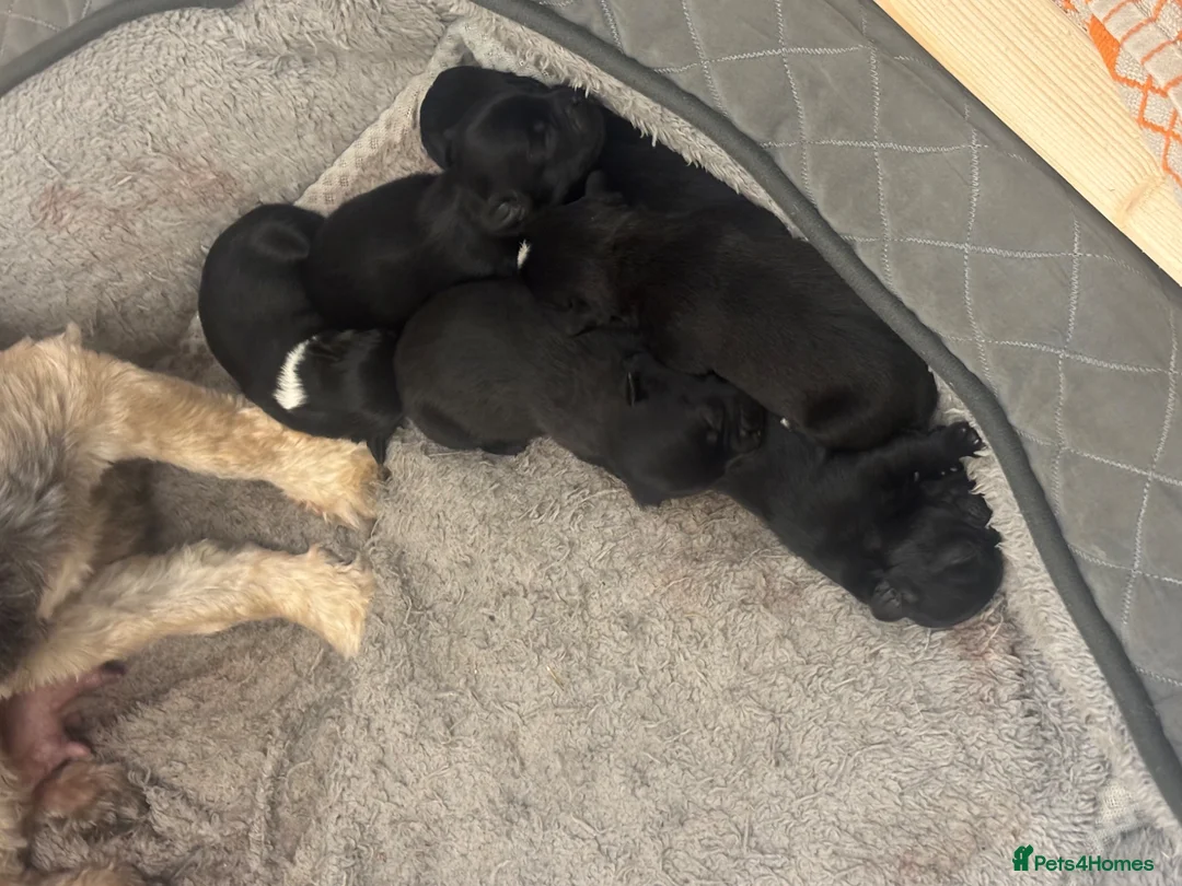 Mixed Breed dogs for sale: Chi Apso (2 girls, 1 boy remaining) - Advert 2