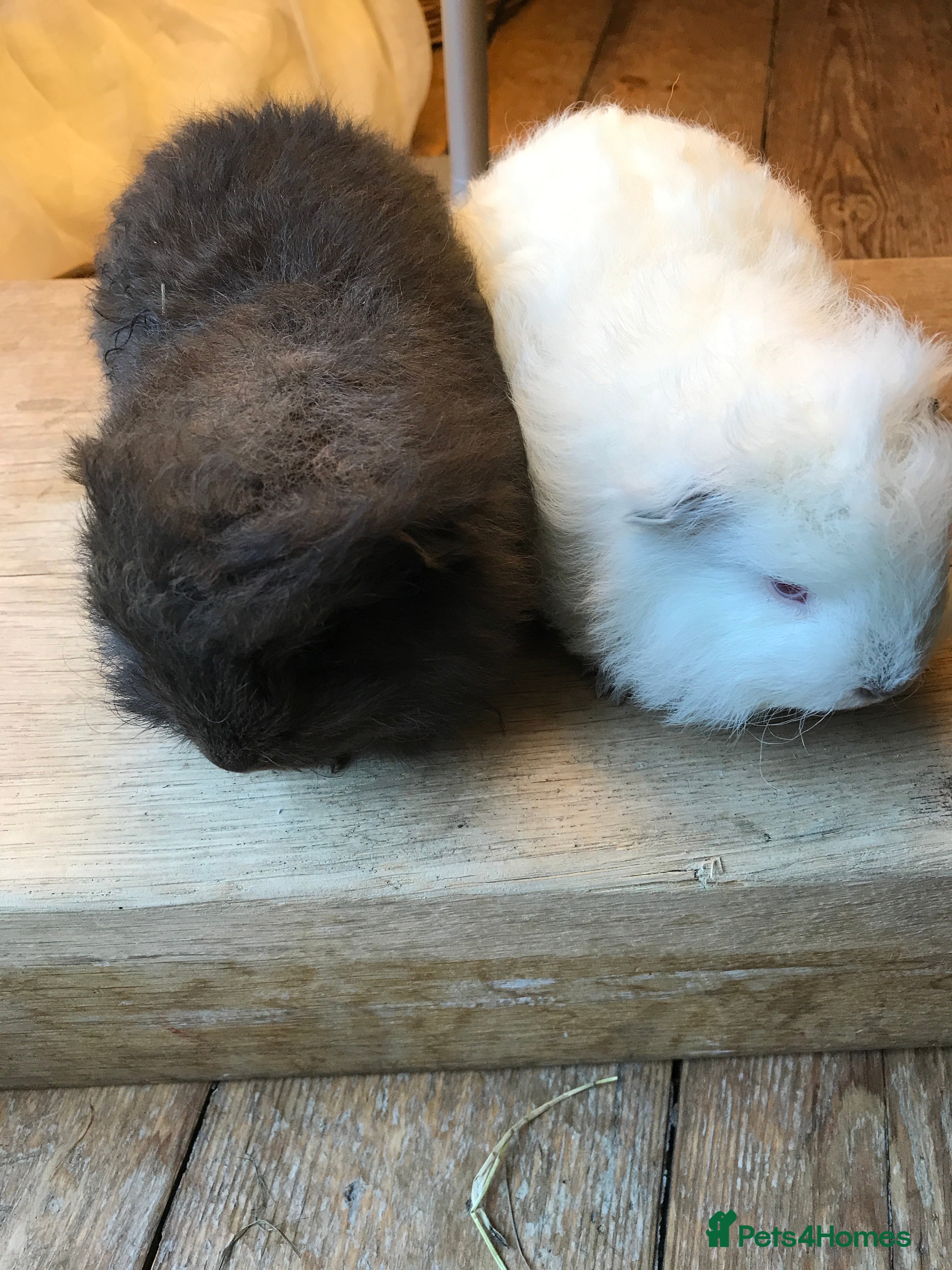 Guinea Pig rodents Swiss brothers - Advert 3