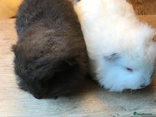 Guinea Pig rodents Swiss brothers Price reduced - Advert 7