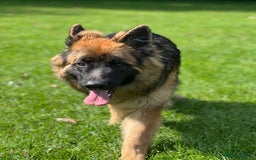 German Shepherd dogs for stud: stud German shepherd in Sale - Image 3