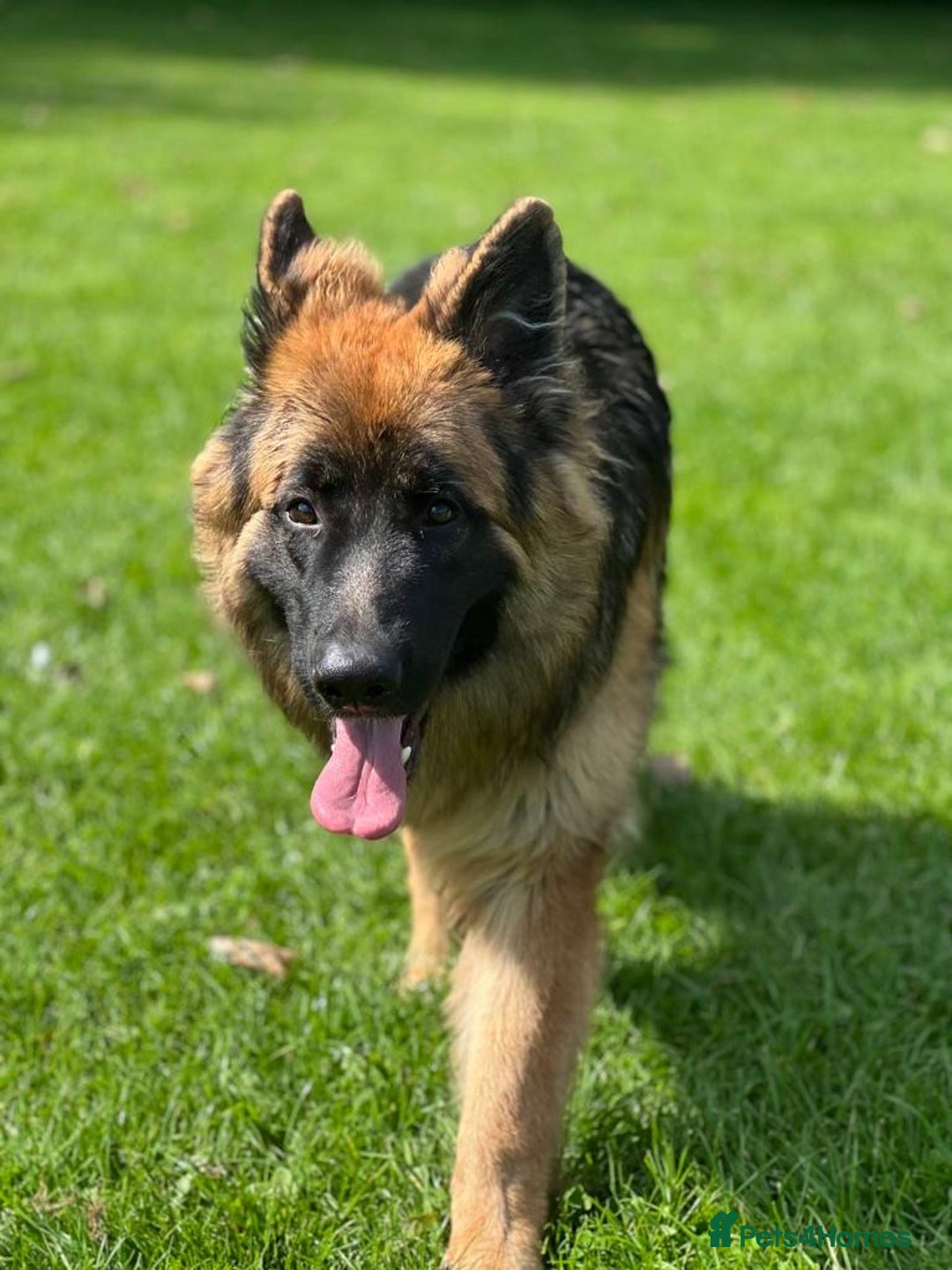 German Shepherd dogs for stud: stud German shepherd in Sale - Image 3