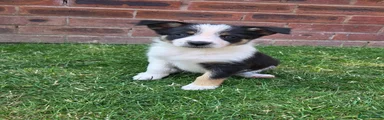 Collie Cross 3 (Oreo)