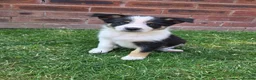 Mixed Breed dogs for sale: 🐶 Gorgeous Border Collie Cross Puppies - Advert 8