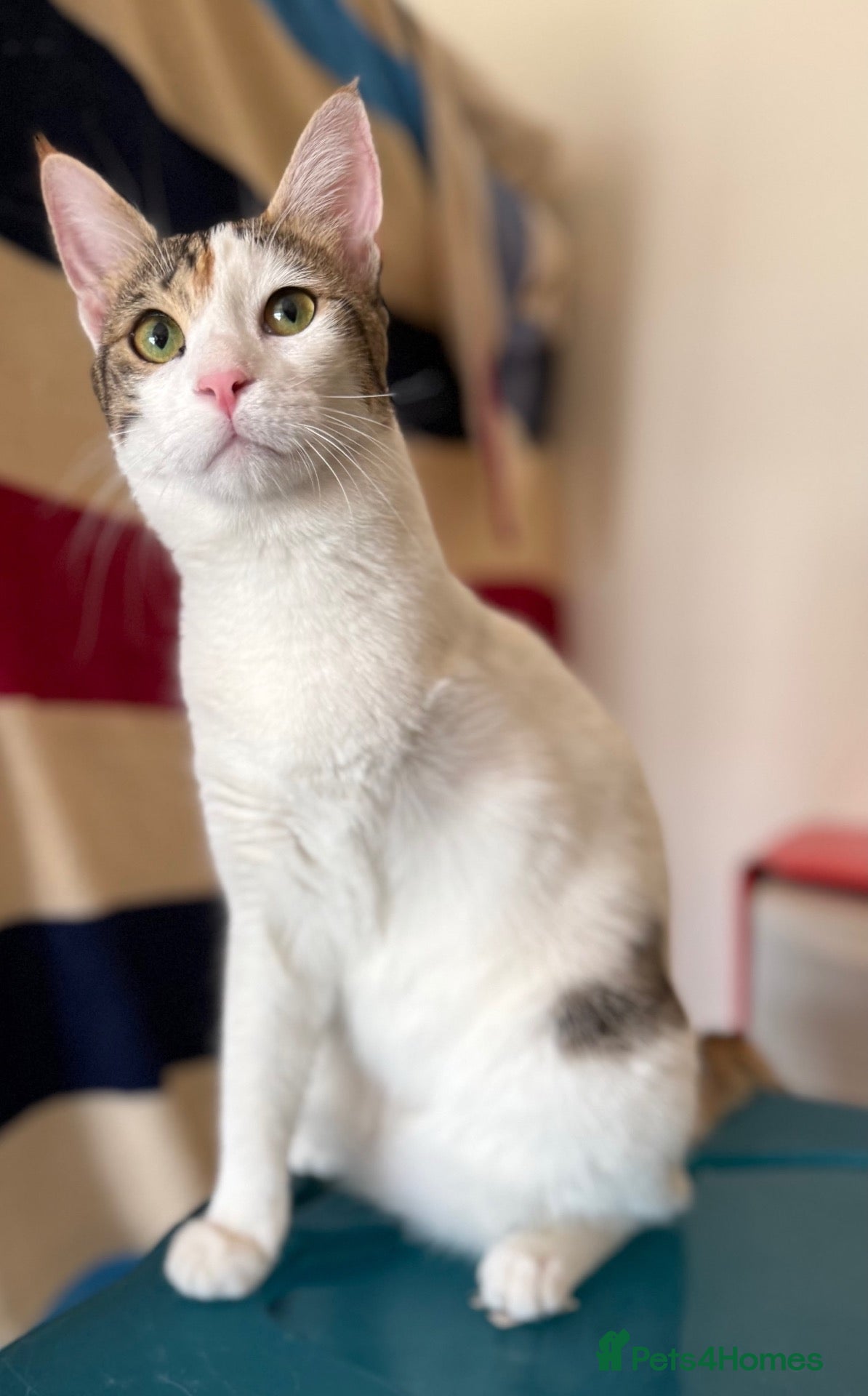 Mixed Breed cats “Special Needs” 3 Legged Charlotte - Advert 2
