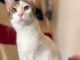 Mixed Breed cats “Special Needs” 3 Legged Charlotte - Advert 2