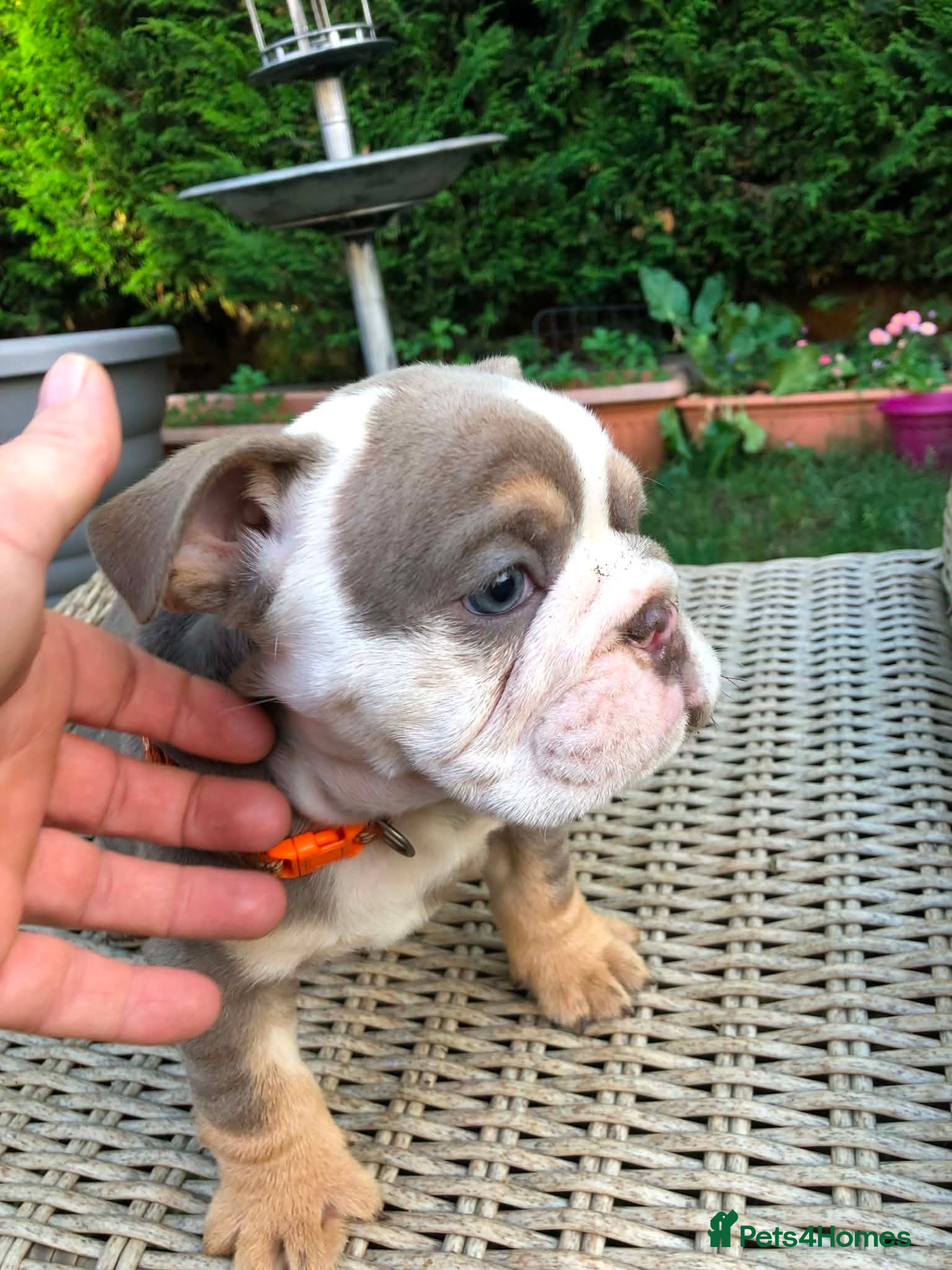 English Bulldog dogs for sale: English bulldog puppies in Doncaster - Advert 19