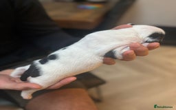 Mixed Breed dogs for sale: English Bulldog Staff Mix (Old Tyme Bulldog) - Image 10