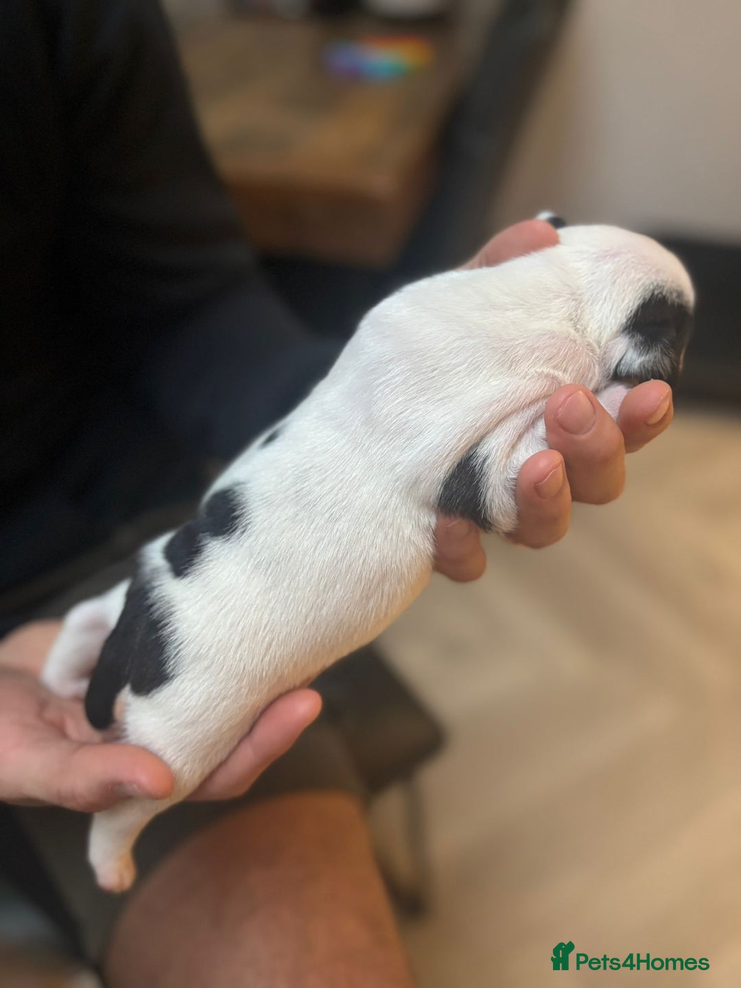 Mixed Breed dogs for sale: English Bulldog Staff Mix (Old Tyme Bulldog) - Image 10