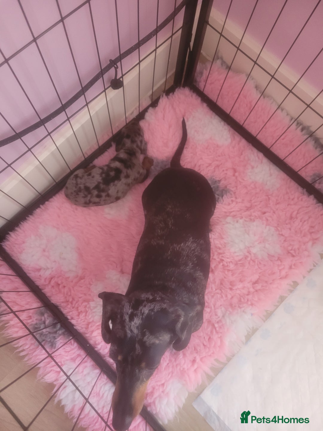 Miniature Dachshund dogs for sale: Miniature dachshund  - Advert 7