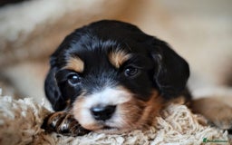 Cocker Spaniel dogs for sale: Stunning KC Cocker Spaniels DNA & EYE-checked - Image 3