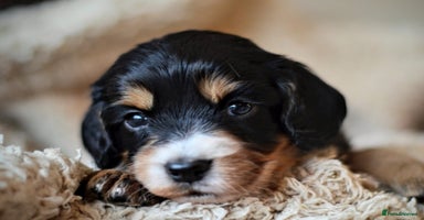 Cocker Spaniel dogs - Advert 10