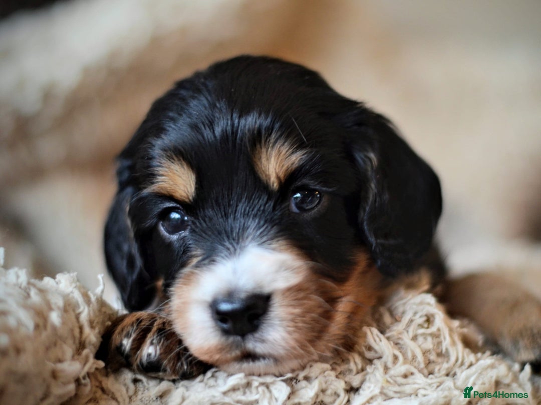 Cocker Spaniel dogs for sale: Stunning KC Cocker Spaniels DNA & EYE-checked - Image 3