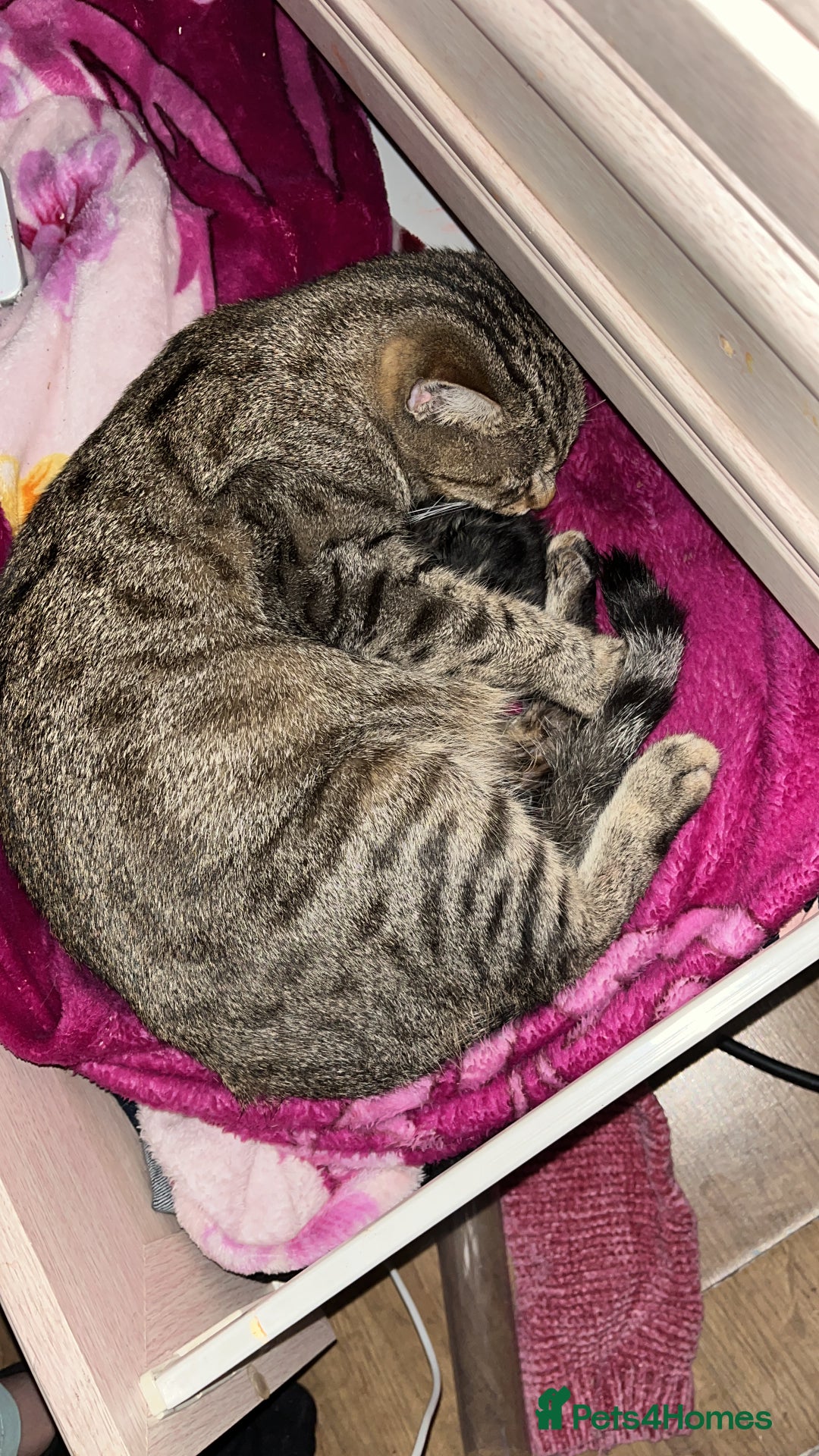 Mixed Breed cats for sale: Kittens  - Advert 1