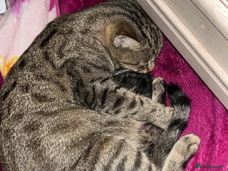 Mixed Breed cats Kittens - Advert 1