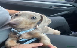 Miniature Dachshund dogs for sale: Frank  - Advert 6