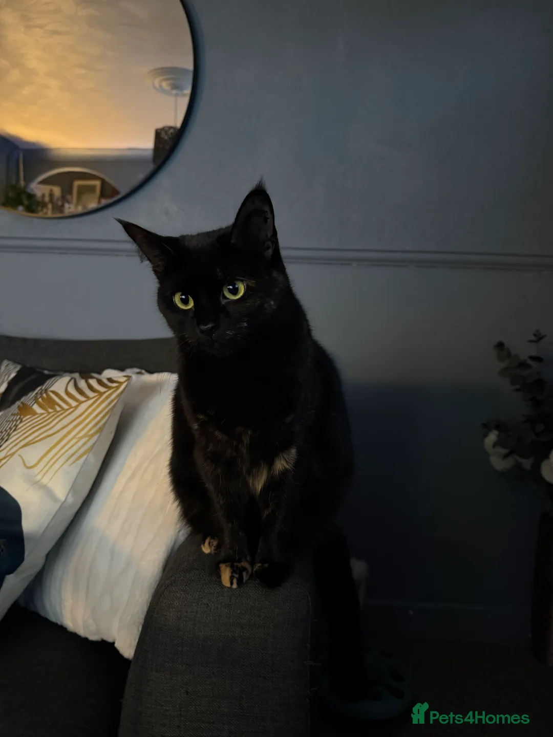 Mixed Breed cats for sale: Beautiful almost 3 year old Cat - Advert 2