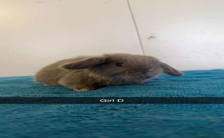 Mini Lop rabbits - Advert 6
