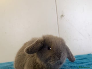 Mini Lop rabbits - Advert 4