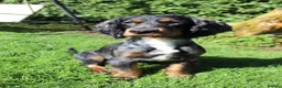 Cocker Spaniel dogs for sale: Gorgeous Schnocker puppies - Advert 1