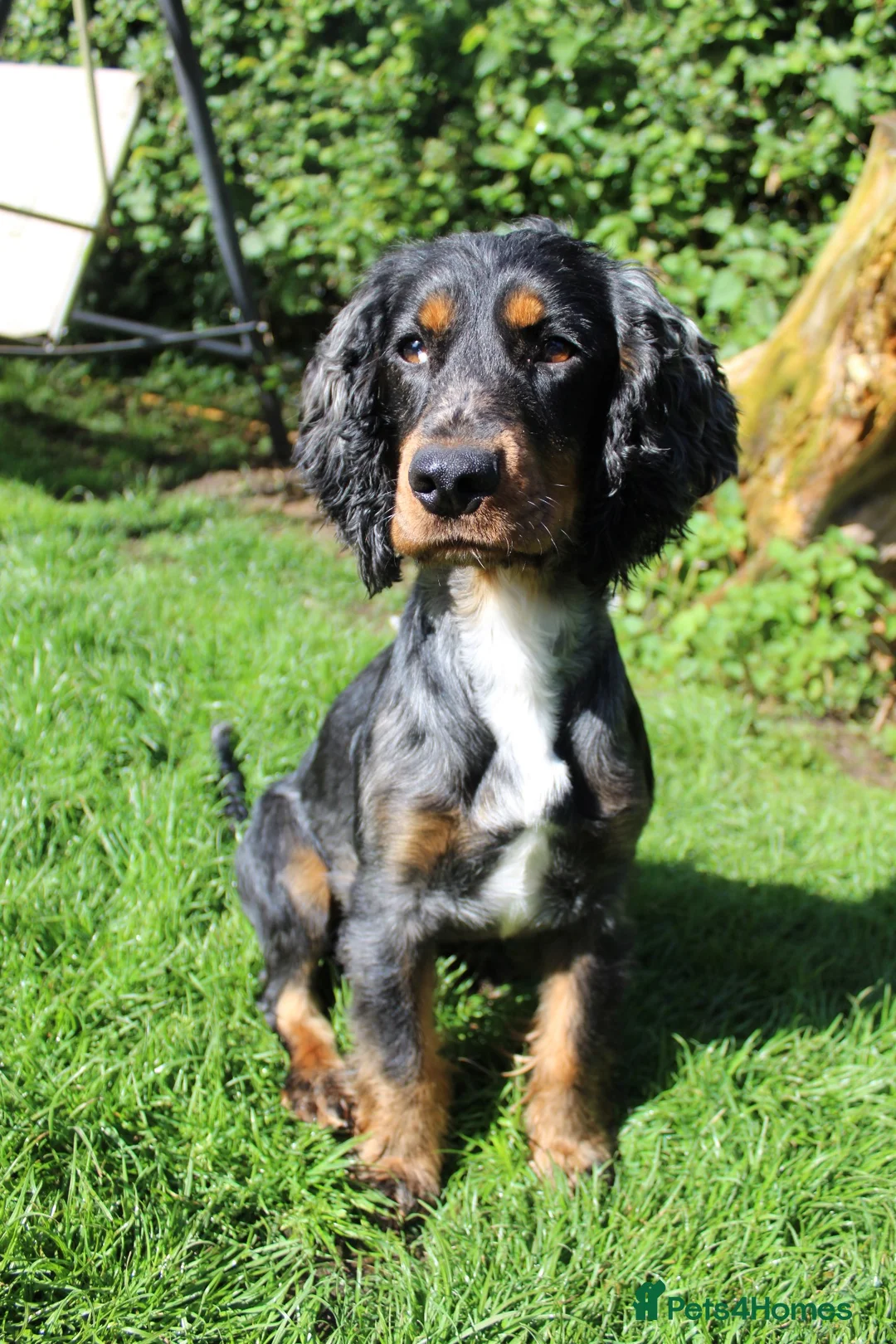 Cocker Spaniel dogs for sale: Gorgeous Schnocker puppies - Advert 1