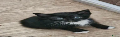 Bengal 4