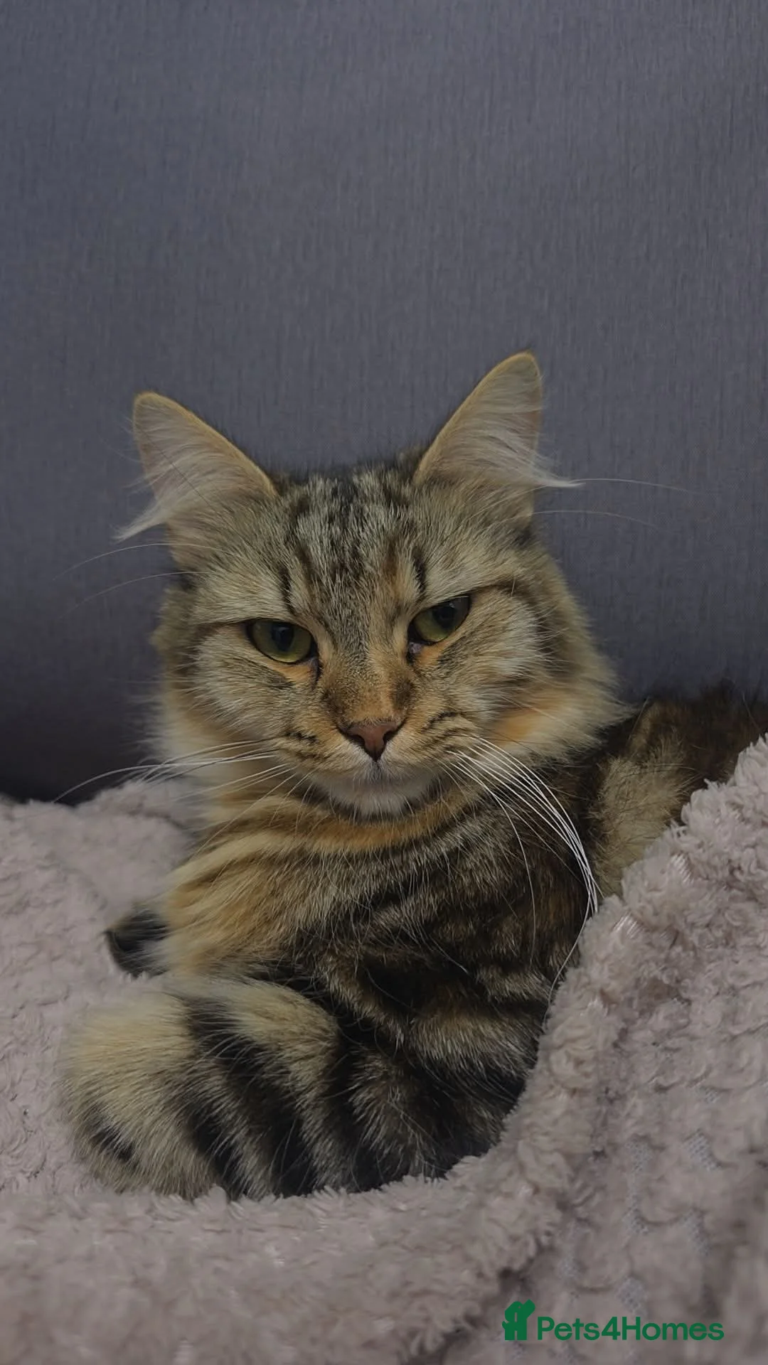 Domestic Shorthair cats for sale: Beautiful 8-week kitten looking for a loving home - Advert 11