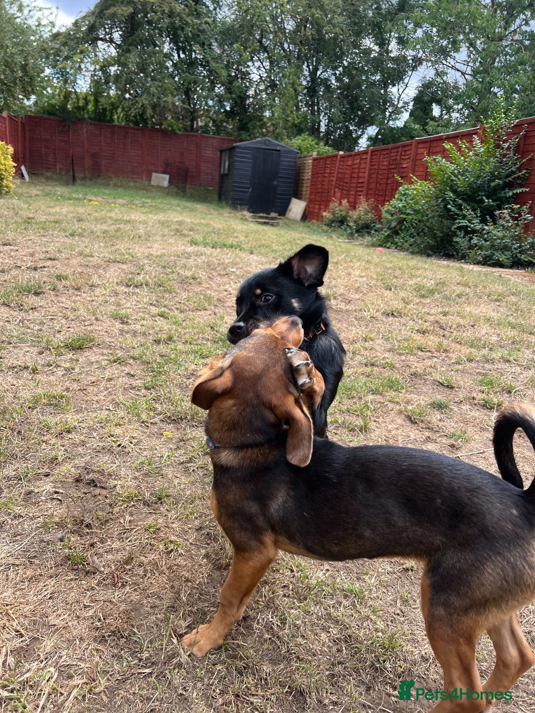 Mixed Breed dogs for adoption: Adorable Monika is ready for her forever home! - Image 4