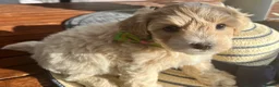 Maltipoo dogs for sale:  5 Absolutely Gorgeous Maltipoo Boys  - Advert 10