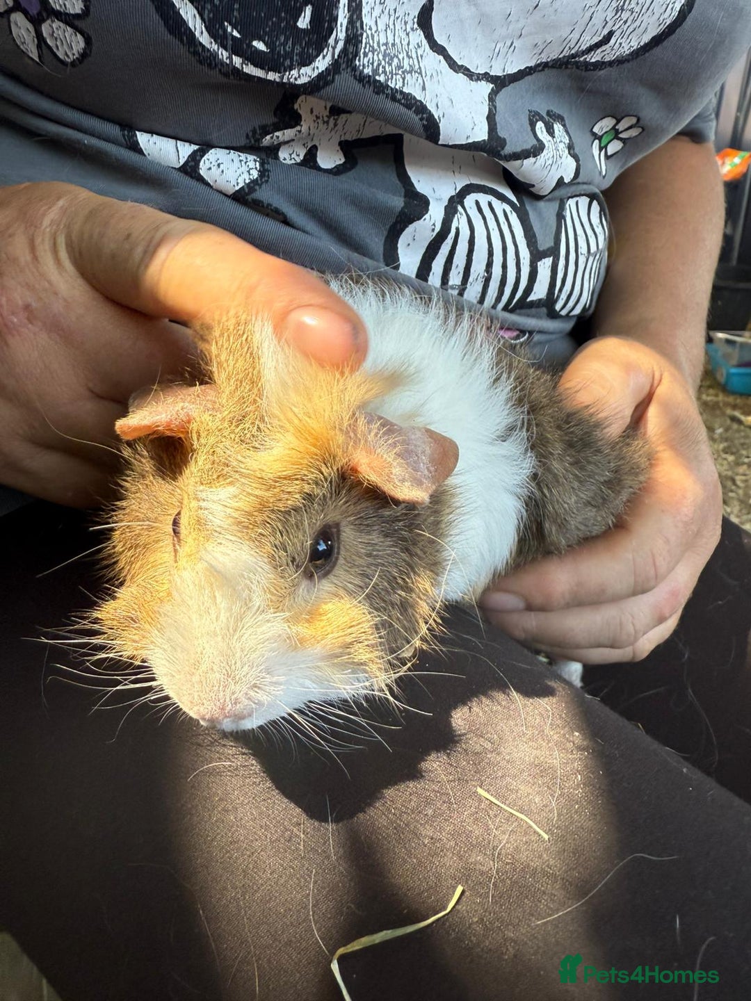 Guinea Pig rodents for sale: Adorable boar Guinea pigs ( - Image 3
