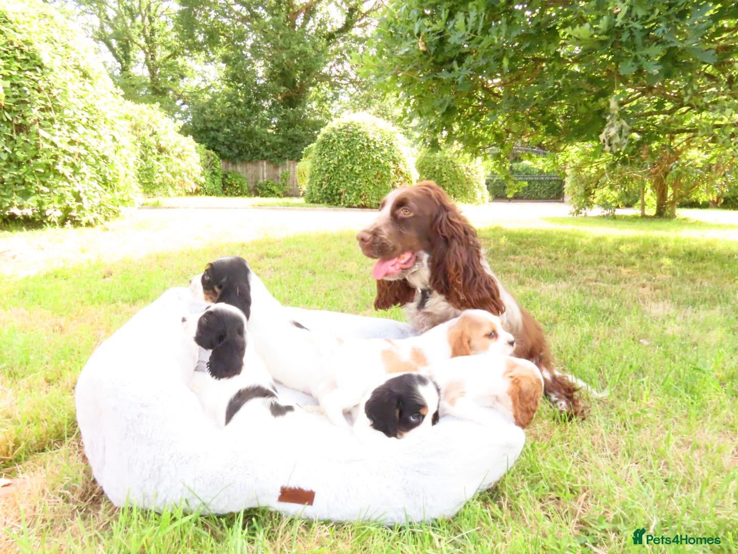 Cockalier dogs Cockalier puppies - 5 in litter  - Advert 1