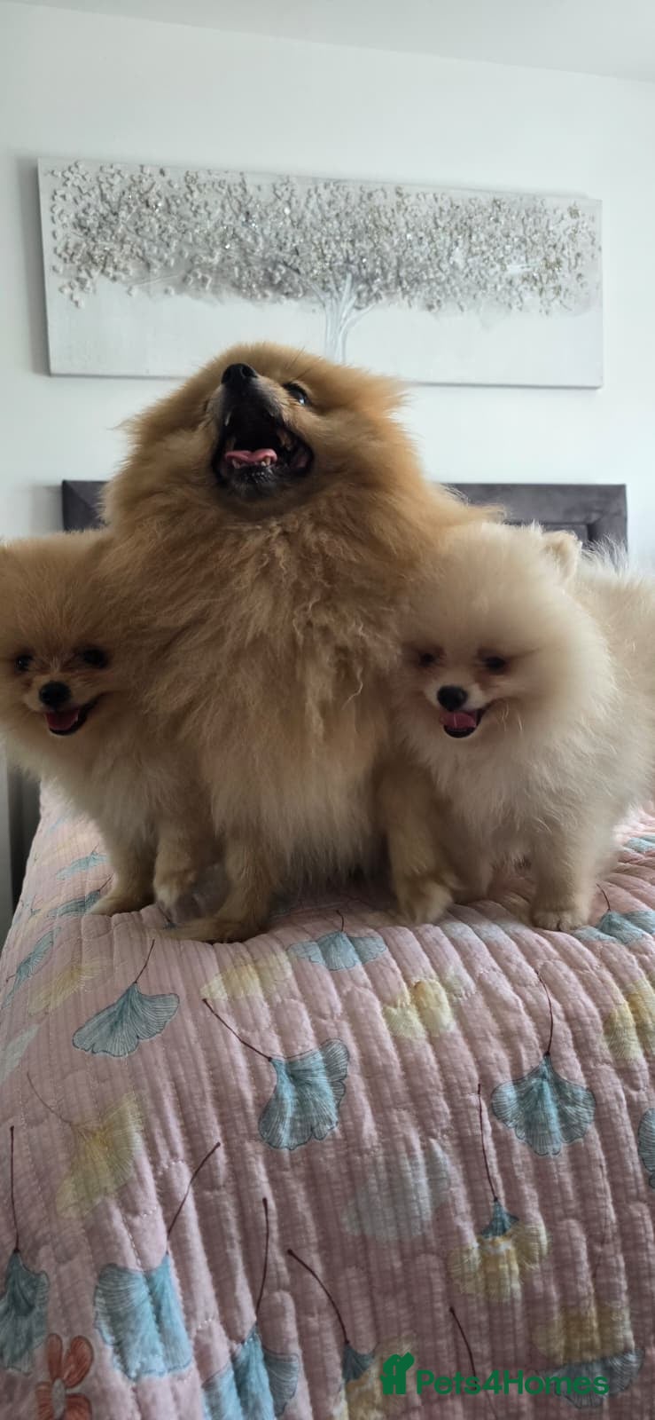 Pomeranian dogs Gorgeous KC Pomeranian Puppies, Boy & Girl Ready - Advert 1